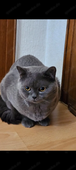 BKH Katzen Dame super lieb 