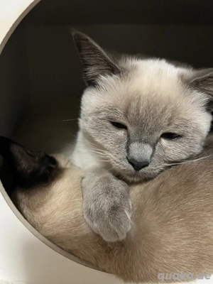 Bkh Kitten ,,Lina   sucht ein liebevolles Zuhause  Bild 5