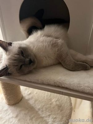 Bkh Kitten ,,Lina   sucht ein liebevolles Zuhause  Bild 4