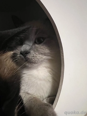 Bkh Kitten ,,Lina   sucht ein liebevolles Zuhause  Bild 2