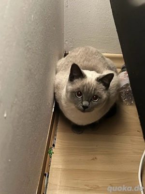 Bkh Kitten ,,Lina   sucht ein liebevolles Zuhause  Bild 3