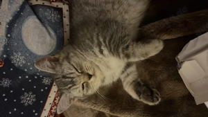 Bkh kitten 12 Wochen 