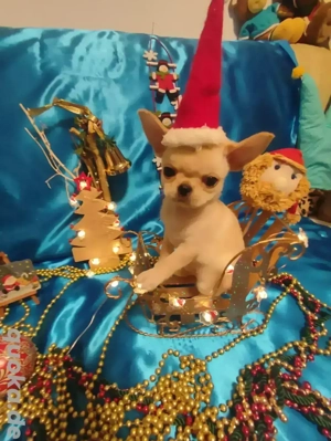 Ein wundervoller weiblicher Chihuahua-Welpe steht zum Verkauf.