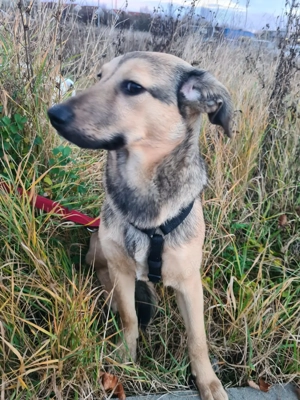 Alice, 5 Monate, ideal als Zweithund, wird ca. 50 cm