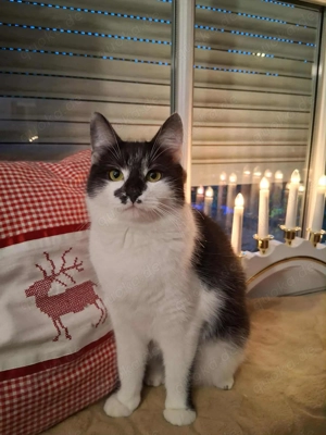 Liebevolle zu Hause gesucht.