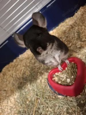 Chinchilla Böckchen 3 Monaten