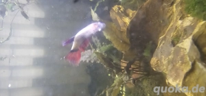 Kampffische Drachenschuppen Weibchen 