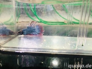 Kampffisch Crowntail Männchen 