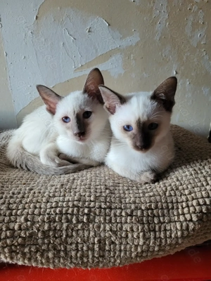 Siam babykatzen geb. 27.08..25