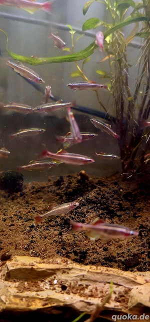 Kardinalfisch Schleier 