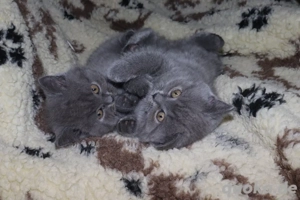 Süsse BKH-Kitten suchen ein neues Zuhause