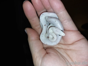 Kornnatter Palmetto Weibchen 