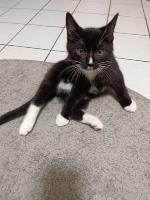 kitten abgabe bereit 