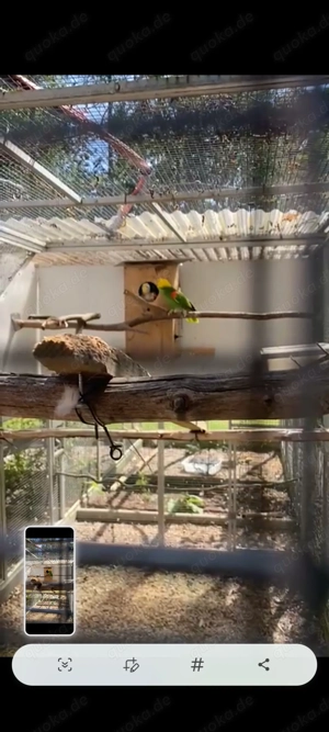 Gebe ein Doppelgelbkopf Magna beide von 2001.