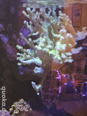 Sinularia Neongelb Meerwasser Koralle Aquarium Fische