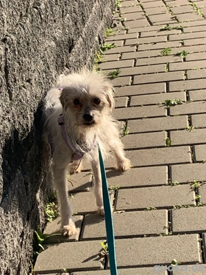 Mica 2 jahre in Deutschland  Bild 5