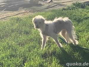 Mica 2 jahre in Deutschland 