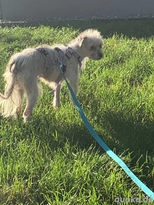 Mica 2 jahre in Deutschland  Bild 3