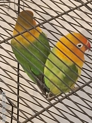 Pfirsichköpfchen zu verkaufen