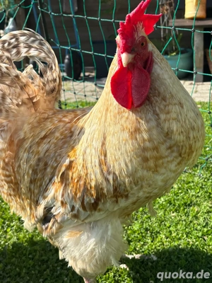 11 Hühner ( 4 Indio Giganten und andere) 