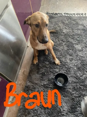  4 Süße Welpen suchen ein liebevolles Zuhause!