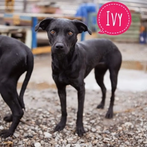 Ivy, süße Mischlingshündin mit Boxer Genen