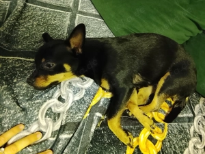 Ich verkaufen meine Hund djesi 