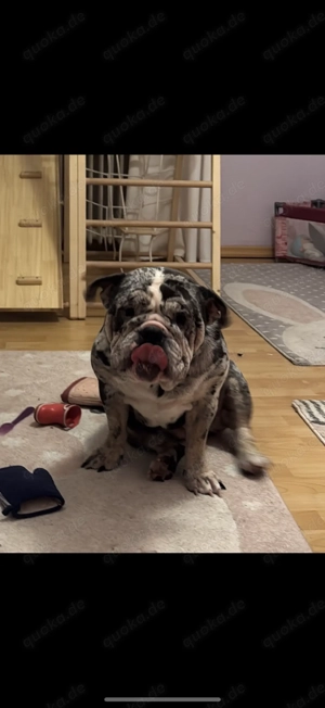 Englische Bulldogge sucht dringend ein Zuhause 
