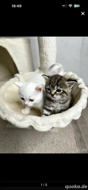 6 zuckersüße Katzenbabys 5 weiße & 1 graues Kätzchen 10 Wochen alt