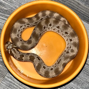 conda het axantic Albino 2023 0.1 