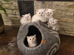 BKH reinrassige kitten
