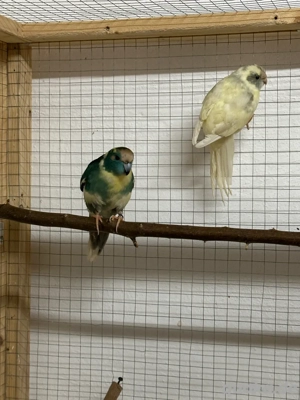 Ziegensittich Zuchtpaar 