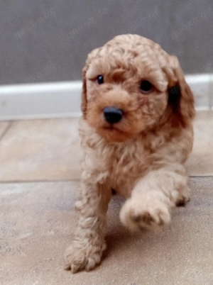 Zwergpudelwelpen schwarz, black&Tan und rot, aprikot