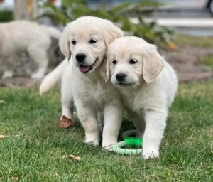 Golden retriever Welpen