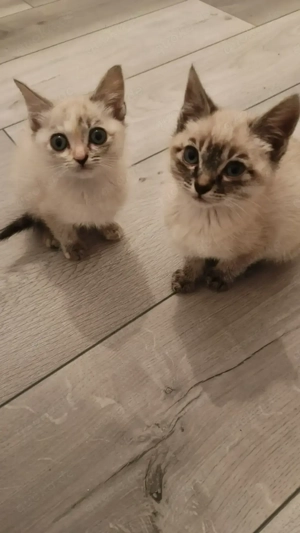 Siam Kitten Mädchen 