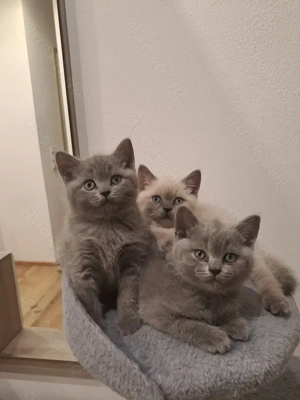 Wunderschöne BKH- Kätzchen zu verkaufen 