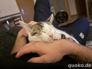 Kater zu verkaufen 