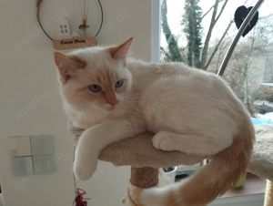 2 bezaubernde junge Kater