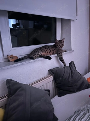 Bengal Kater zu verkaufen 
