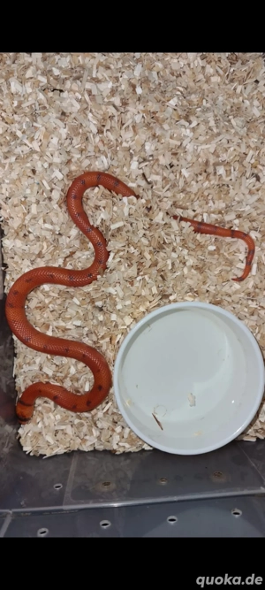 lampropeltis tri. hond. extreme hypo