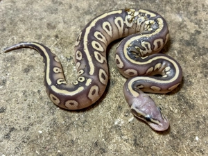 1,7 Königspython Ghost Combos plus Muttertier