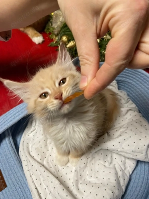 Maine Coone  Heilige Birma Edelmix Kitten 