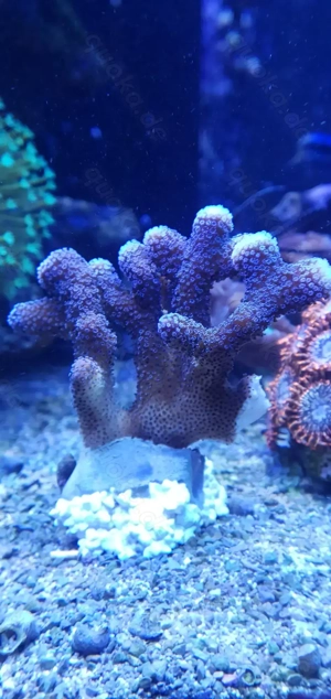 Korallenpaket! 5 Korallen!!!