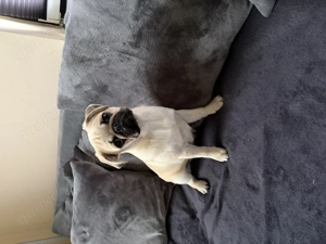 Süßer Altdeutscher 5 Monate alter Mops 