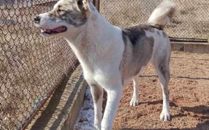 Die freundliche Isis sucht ihre Familie!