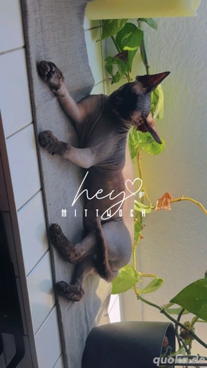 Canadian Sphynx Katze