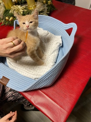 Maine Coon  Heilige Birma Edelmix Kitten