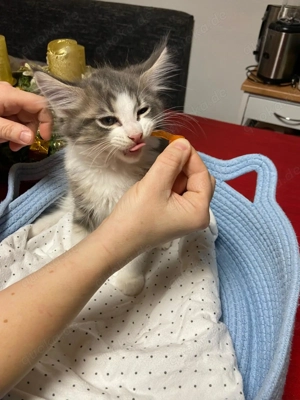 Maine Coon  Heilige Birma Edelmix Kitten