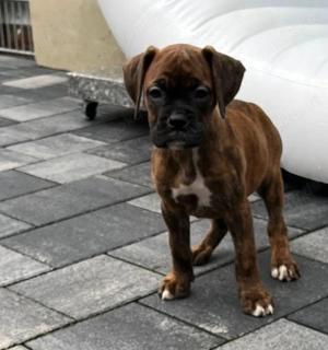 Boxerwelpen