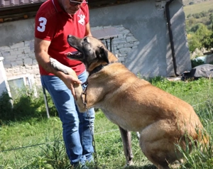  Wer rettet Leon, den XL-Fellfreund Bild 6